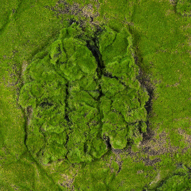 Artificial Garden BRYOPHYTA 20148 Τεχνητό Διακοσμητικό Πάνελ Φυλλωσιάς - Κάθετος Κήπος Βρύα Μ100 x Π100 x Υ4cm - 7