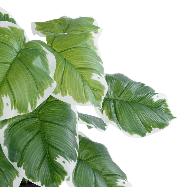 Artificial Garden WHITE HOSTA 20931 Διακοσμητικό Φυτό Λευκή Χόστα Υ55cm Artificial Garden WHITE HOSTA 20931 Διακοσμητικό Φυτό Λευκή Χόστα Υ55cm