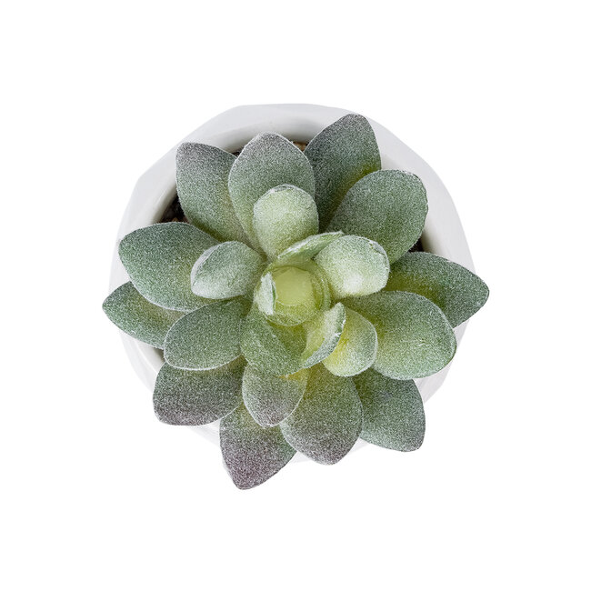 Artificial Garden SUCCULENT SEDEVERIA POTTED PLANT 20987 Διακοσμητικό Φυτό Σεδεβέρια Φ7 x Υ7,5cm - 3