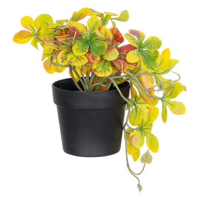 Artificial Garden SCHEFFLERA MIX PLANT 20956 Διακοσμητικό Φυτό Σεφλέρα Φ20 x Υ18cm Artificial Garden SCHEFFLERA MIX PLANT 20956 Διακοσμητικό Φυτό Σεφλέρα Φ20 x Υ18cm