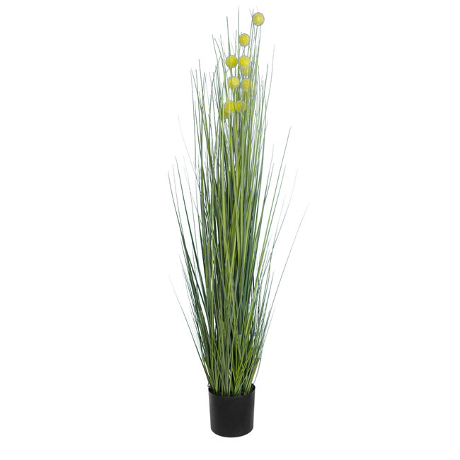 Artificial Garden CRASPEDIA GRASS 20112 Τεχνητό Διακοσμητικό Φυτό Κρασπέδια Υ150cm Artificial Garden CRASPEDIA GRASS 20112 Τεχνητό Διακοσμητικό Φυτό Κρασπέδια Υ150cm