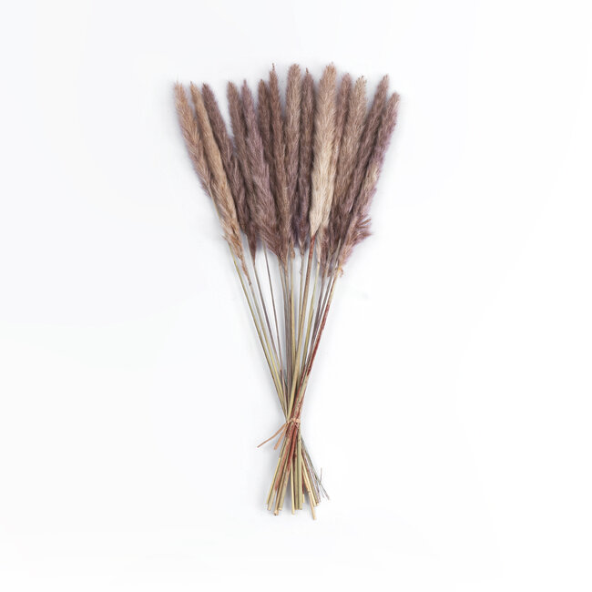 Artificial Garden REAL DRIED BROWN PAMPAS GRASS BUNCH 21215 Αποξηραμένο Διακοσμητικό Μπουκέτο Pampas Kάφε Y50cm - Σετ 14 τμχ - 2