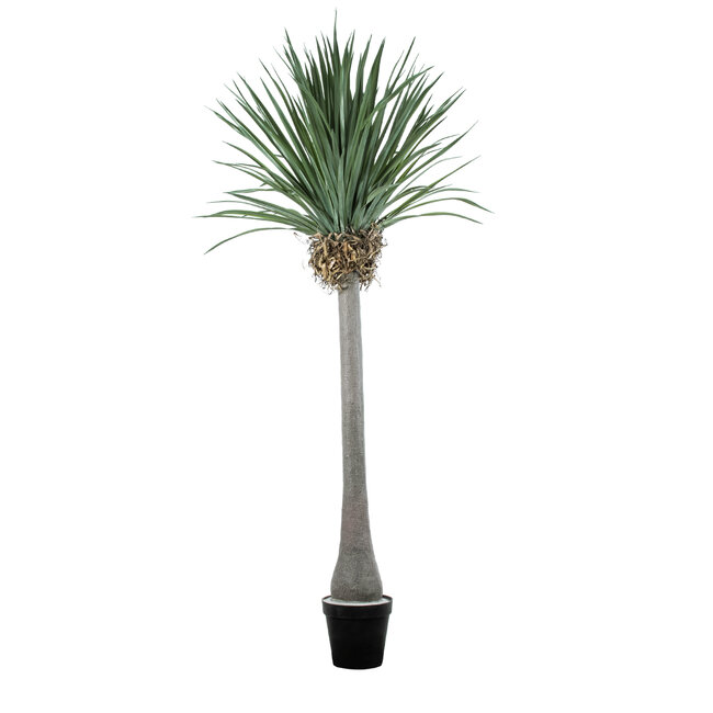 Artificial Garden BEAUCARNEA PALM TREE 20048 Τεχνητό Διακοσμητικό Φυτό Κυρτόφυλλος Μπουκαρνέα Υ250cm Artificial Garden BEAUCARNEA PALM TREE 20048 Τεχνητό Διακοσμητικό Φυτό Κυρτόφυλλος Μπουκαρνέα Υ250cm