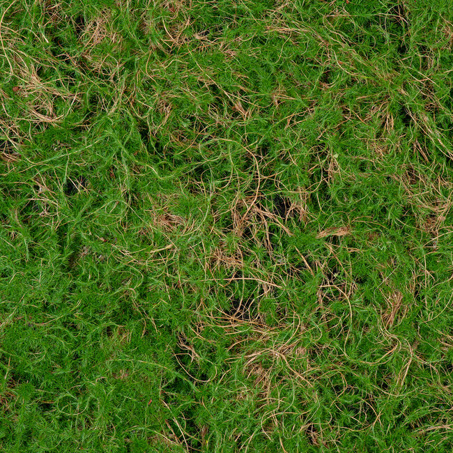 Artificial Garden BRYOPHYTA 20144 Τεχνητό Διακοσμητικό Πάνελ Φυλλωσιάς - Κάθετος Κήπος Βρύα Μ100 x Π100 x Υ3cm - 6