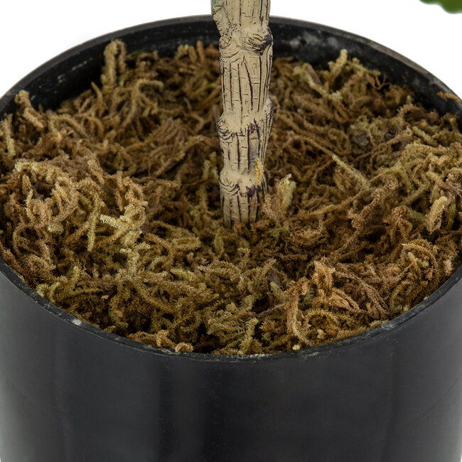 Artificial Garden FIG TREE 20380 Τεχνητό Διακοσμητικό Φυτό Συκιά Υ50cm - 5