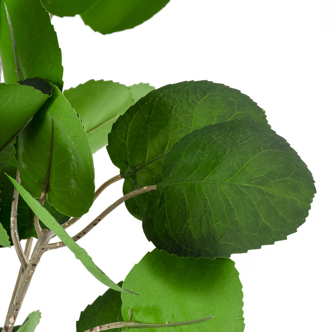 Artificial Garden POLYSCIAS BALFOURIANA TREE 20375 Τεχνητό Διακοσμητικό Φυτό Πολυσκιά Υ180cm Artificial Garden POLYSCIAS BALFOURIANA TREE 20375 Τεχνητό Διακοσμητικό Φυτό Πολυσκιά Υ180cm