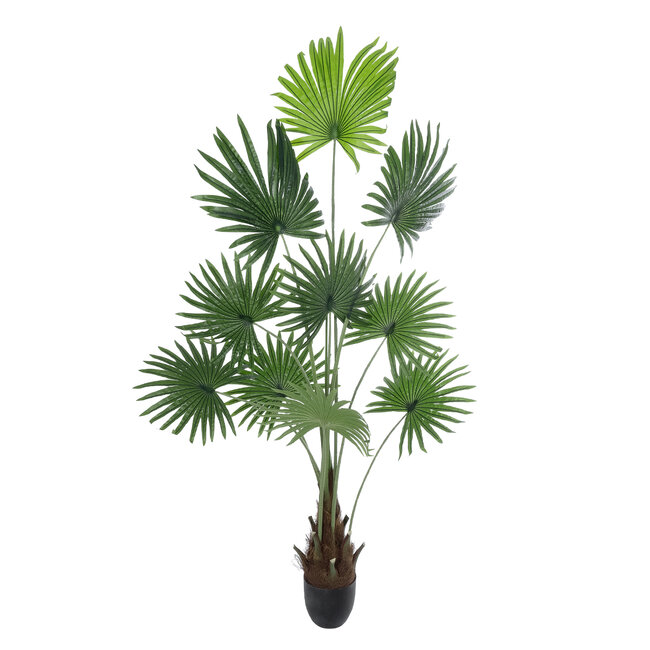 Artificial Garden SERENOA PALM PLANT 20972 Διακοσμητικό Φυτό Φοίνικα Σερενόα Φ103 x Υ180cm Artificial Garden SERENOA PALM PLANT 20972 Διακοσμητικό Φυτό Φοίνικα Σερενόα Φ103 x Υ180cm
