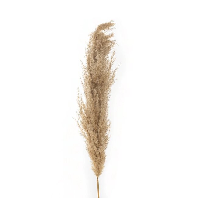 Artificial Garden PAMPAS GRASS 21217 Αποξηραμένο Διακοσμητικό Γρασίδι Πάμπας Μ10 x Π10 x Υ150cm