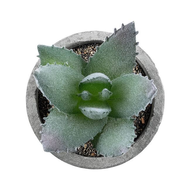 Artificial Garden SUCCULENT ALOE 21026 Διακοσμητικό Φυτό Παχύφυτο Αλόη Υ10.5cm - 3