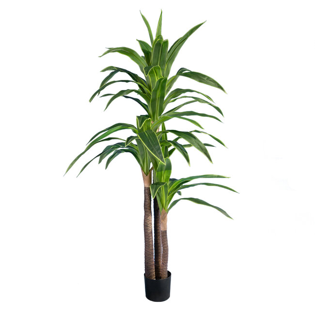 Artificial Garden BRAZILIAN IRON 20021 Τεχνητό Διακοσμητικό Φυτό Αρωματική Δράκαινα Υ180cm Artificial Garden BRAZILIAN IRON 20021 Τεχνητό Διακοσμητικό Φυτό Αρωματική Δράκαινα Υ180cm