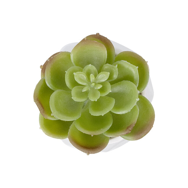 Artificial Garden SUCCULENT ECHEVERIA POTTED PLANT 20991 Διακοσμητικό Φυτό Εχεβέρια Φ6 x Υ8,5cm Artificial Garden SUCCULENT ECHEVERIA POTTED PLANT 20991 Διακοσμητικό Φυτό Εχεβέρια Φ6 x Υ8,5cm