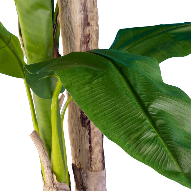 Artificial Garden BANANA TREE 20017 Τεχνητό Διακοσμητικό Φυτό Μπανανιά - Μπανανόδεντρο Υ180cm Artificial Garden BANANA TREE 20017 Τεχνητό Διακοσμητικό Φυτό Μπανανιά - Μπανανόδεντρο Υ180cm