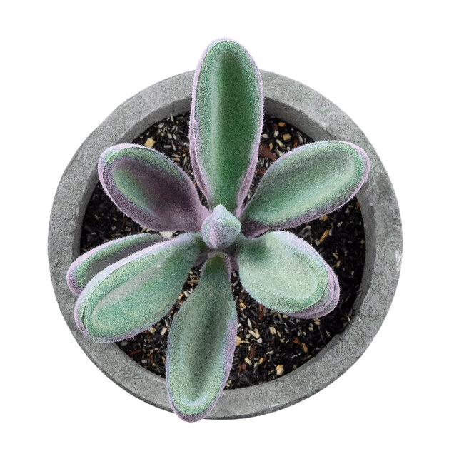Artificial Garden SUCCULENT CRASULLA 21031 Διακοσμητικό Φυτό Παχύφυτο Κράσουλα Υ11cm Artificial Garden SUCCULENT CRASULLA 21031 Διακοσμητικό Φυτό Παχύφυτο Κράσουλα Υ11cm