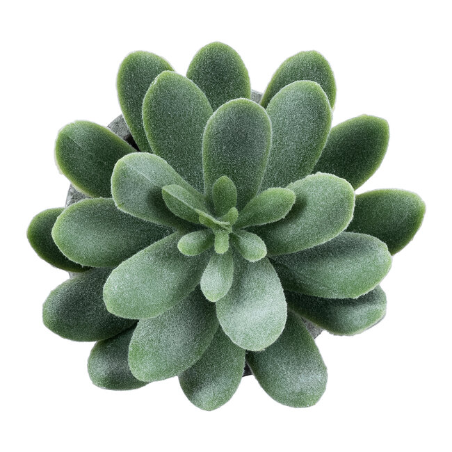 Artificial Garden SUCCULENT SEDEVERIA 21025 Διακοσμητικό Φυτό Παχύφυτο Σεντεβέρια Υ10.5cm Artificial Garden SUCCULENT SEDEVERIA 21025 Διακοσμητικό Φυτό Παχύφυτο Σεντεβέρια Υ10.5cm