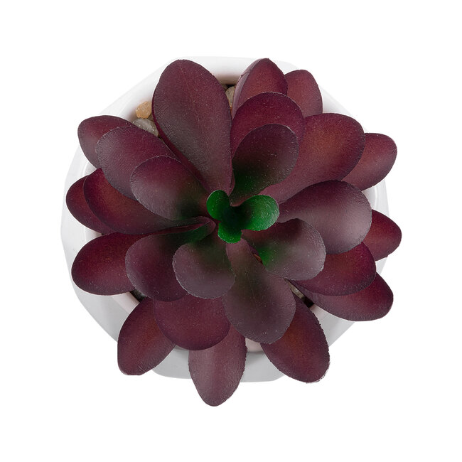 Artificial Garden SUCCULENT CRASSULA 21004 Διακοσμητικό Φυτό Παχύφυτο Κράσουλα Υ9.5cm Artificial Garden SUCCULENT CRASSULA 21004 Διακοσμητικό Φυτό Παχύφυτο Κράσουλα Υ9.5cm