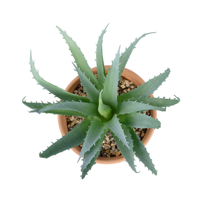 Artificial Garden SUCCULENT ALOE POTTED PLANT 21053 Διακοσμητικό Φυτό Αλόη  Φ15 x Υ19cm - 3