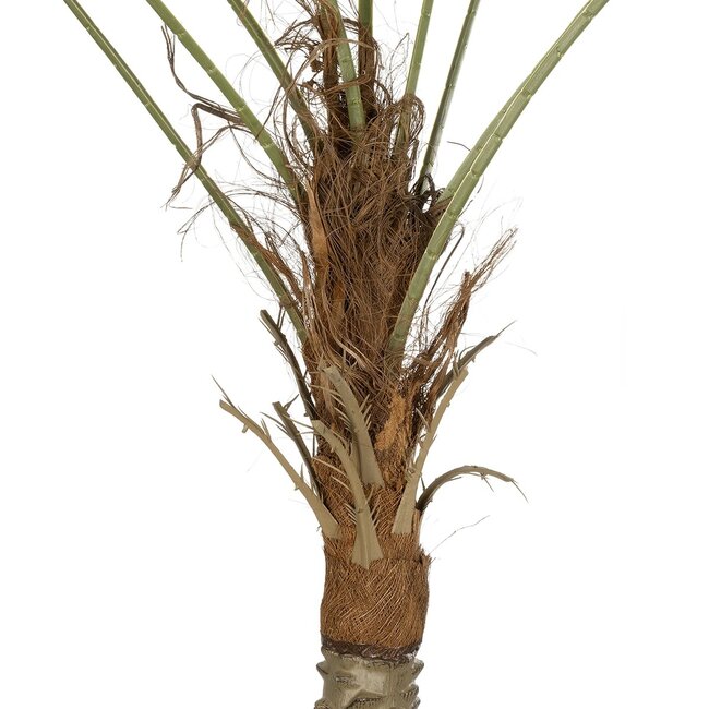 Artificial Garden WASHINGTONIA FILIFERA TREE 21107 Τεχνητό Διακοσμητικό Φοινικόδεντρου Υ200cm - 3