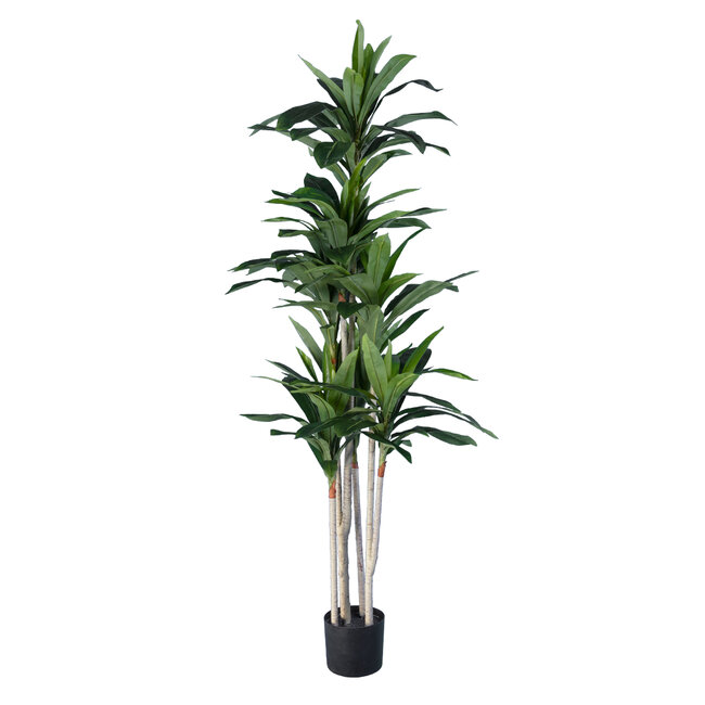Artificial Garden DRACAENA SILK 20044 Τεχνητό Διακοσμητικό Φυτό Δράκαινα Υ170cm