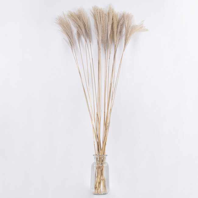 MISCANTHUS 36538 Αποξηραμένο Φυτό Μίσχανθος - Μπουκέτο Διακοσμητικών Κλαδιών Μπεζ Υ120cm