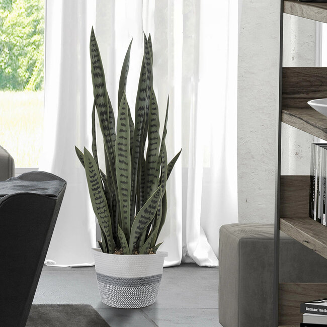 Artificial Garden DRACAENA TRIFASCIATA 20063 Τεχνητό Διακοσμητικό Φυτό Σανσεβιέρια Υ90cm - 6