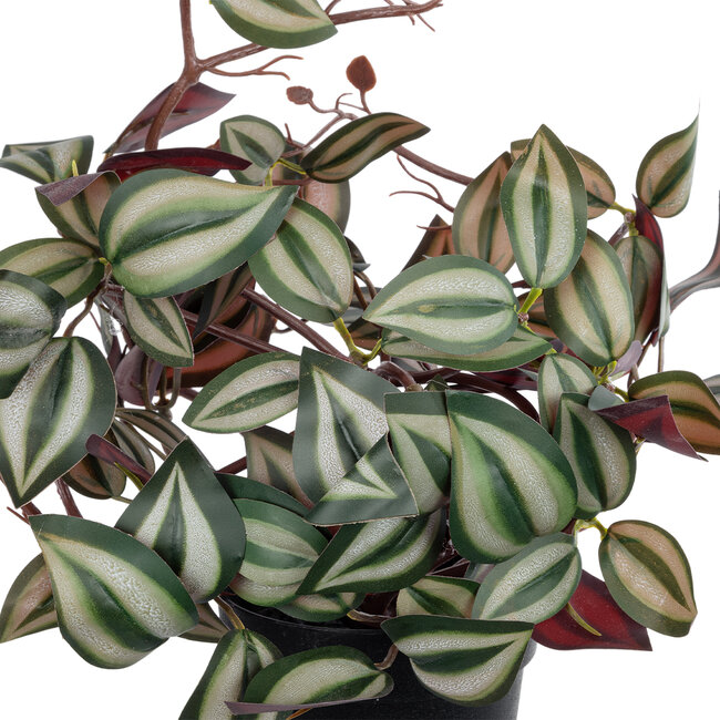 Artificial Garden ZEBRINA PLANT 20961 Διακοσμητικό Φυτό Ζεμπρίνα Φ45 x Υ22cm Artificial Garden ZEBRINA PLANT 20961 Διακοσμητικό Φυτό Ζεμπρίνα Φ45 x Υ22cm