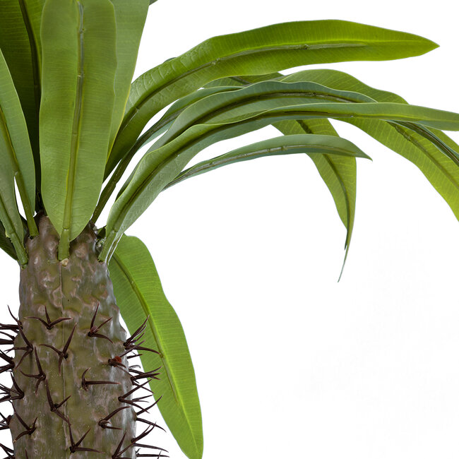 Artificial Garden PACHYPODIUM LAMEREI PALM TREE 20129 Τεχνητό Διακοσμητικό Φυτό Φοίνικας της Μαγαδασκάρης Υ105cm Artificial Garden PACHYPODIUM LAMEREI PALM TREE 20129 Τεχνητό Διακοσμητικό Φυτό Φοίνικας της Μαγαδασκάρης Υ105cm
