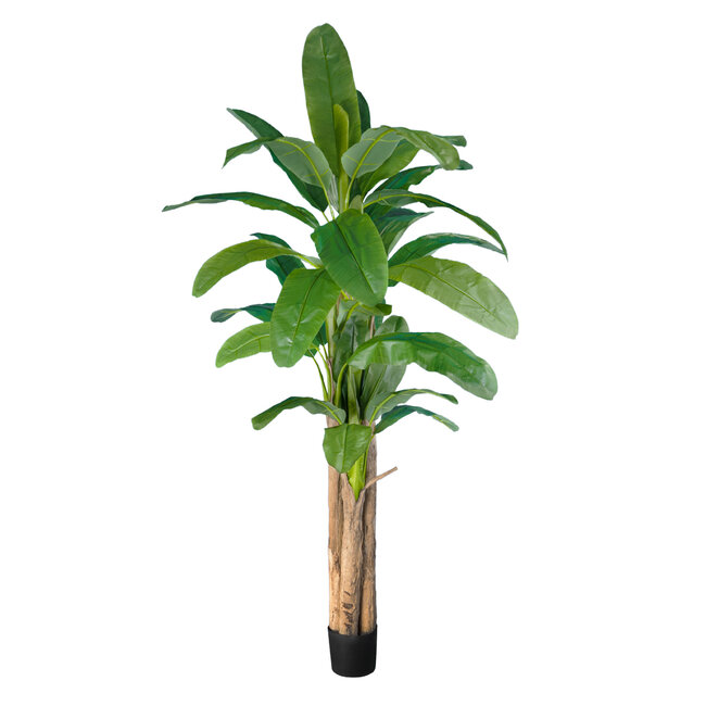 Artificial Garden BANANA TREE 20019 Τεχνητό Διακοσμητικό Φυτό Μπανανιά - Μπανανόδεντρο Υ280cm Artificial Garden BANANA TREE 20019 Τεχνητό Διακοσμητικό Φυτό Μπανανιά - Μπανανόδεντρο Υ280cm