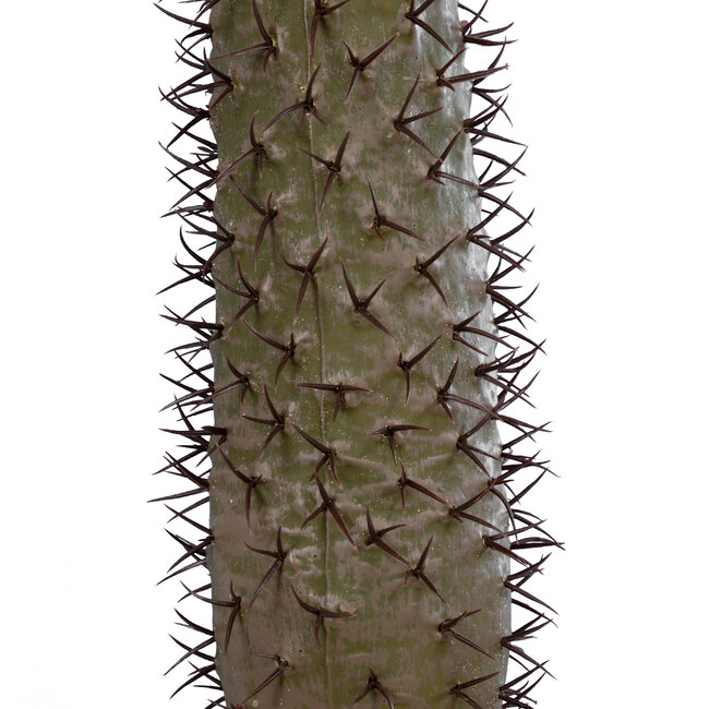 Artificial Garden PACHYPODIUM LAMEREI PALM TREE 20129 Τεχνητό Διακοσμητικό Φυτό Φοίνικας της Μαγαδασκάρης Υ105cm - 4