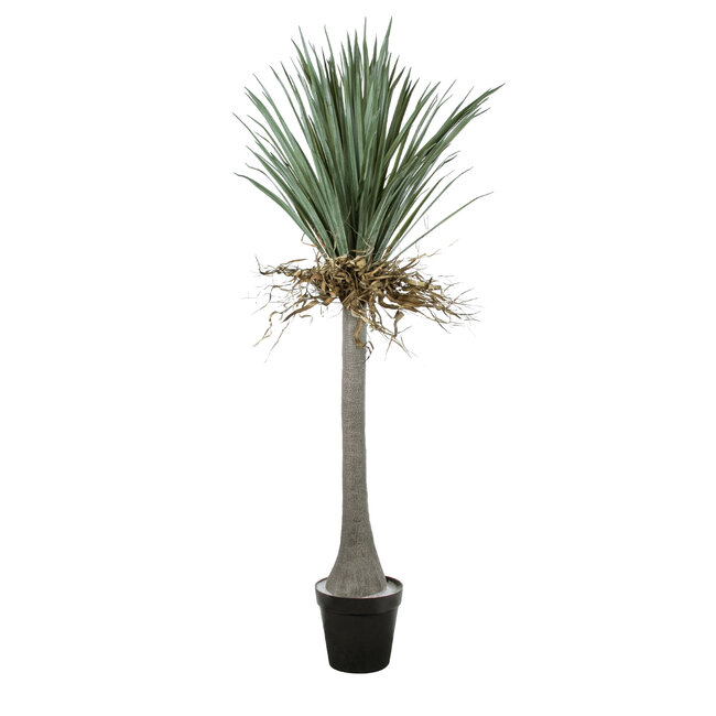 Artificial Garden BEAUCARNEA PALM TREE 20047 Τεχνητό Διακοσμητικό Φυτό Κυρτόφυλλος Μπουκαρνέα Υ200cm Artificial Garden BEAUCARNEA PALM TREE 20047 Τεχνητό Διακοσμητικό Φυτό Κυρτόφυλλος Μπουκαρνέα Υ200cm