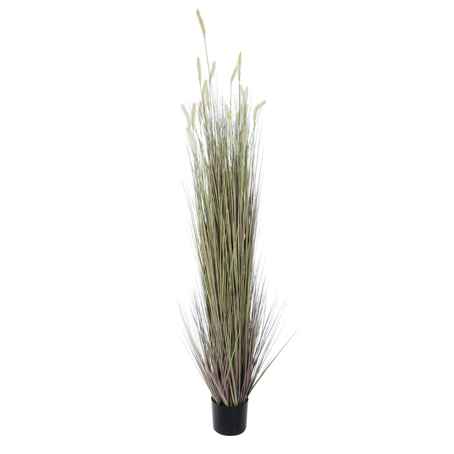 Artificial Garden BEIGE LAGURUS 21103 Διακοσμητικό Φυτό Μπεζ Λαγοουρά Υ180cm Artificial Garden BEIGE LAGURUS 21103 Διακοσμητικό Φυτό Μπεζ Λαγοουρά Υ180cm