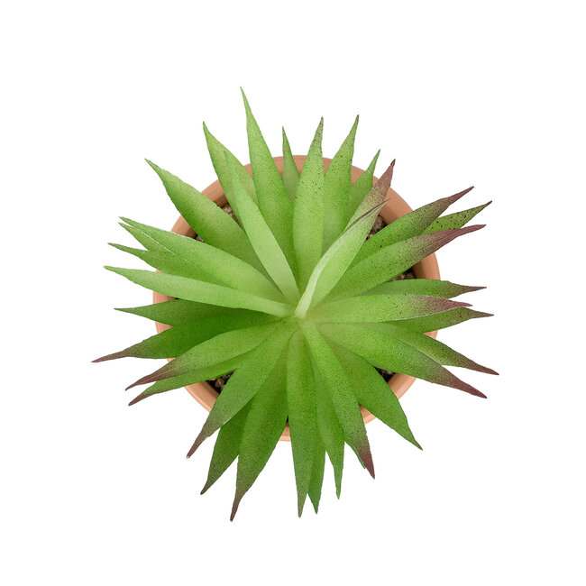 Artificial Garden AIR PLANT NEOPHYTUM POTTED PLANT 21043 Διακοσμητικό Φυτό Νεόφυτο Φ12 x Υ15cm Artificial Garden AIR PLANT NEOPHYTUM POTTED PLANT 21043 Διακοσμητικό Φυτό Νεόφυτο Φ12 x Υ15cm