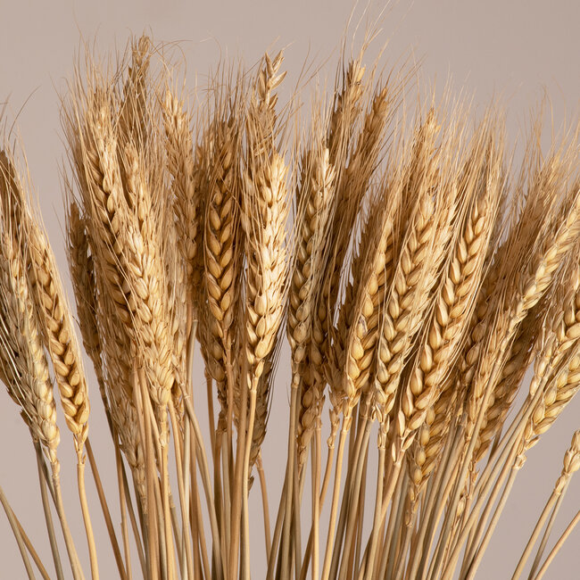 BARLEY 36551 Αποξηραμένο Φυτό Κριθάρι - Μπουκέτο Διακοσμητικών Κλαδιών Μπεζ Υ60cm
