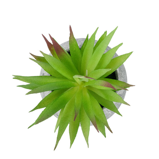Artificial Garden AIR PLANT TILLANDSIA POTTED PLANT 21036 Διακοσμητικό Φυτό Τιλάντσια Φ12 x Υ15cm Artificial Garden AIR PLANT TILLANDSIA POTTED PLANT 21036 Διακοσμητικό Φυτό Τιλάντσια Φ12 x Υ15cm