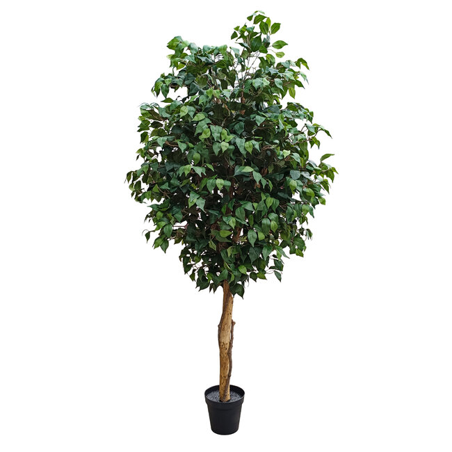 Artificial Garden FICUS BENJAMINA TREE 20431 Τεχνητό Διακοσμητικό Φυτό Φίκος Μπενζαμίνη Υ210cm - 2