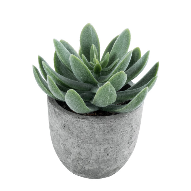 Artificial Garden SUCCULENT SEDEVERIA 21025 Διακοσμητικό Φυτό Παχύφυτο Σεντεβέρια Υ10.5cm Artificial Garden SUCCULENT SEDEVERIA 21025 Διακοσμητικό Φυτό Παχύφυτο Σεντεβέρια Υ10.5cm