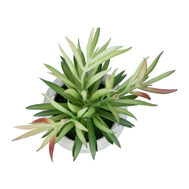Artificial Garden SUCCULENT CRASSULA POTTED PLANT 21038 Διακοσμητικό Φυτό Κρασούλα Φ10 x Υ17cm Artificial Garden SUCCULENT CRASSULA POTTED PLANT 21038 Διακοσμητικό Φυτό Κρασούλα Φ10 x Υ17cm