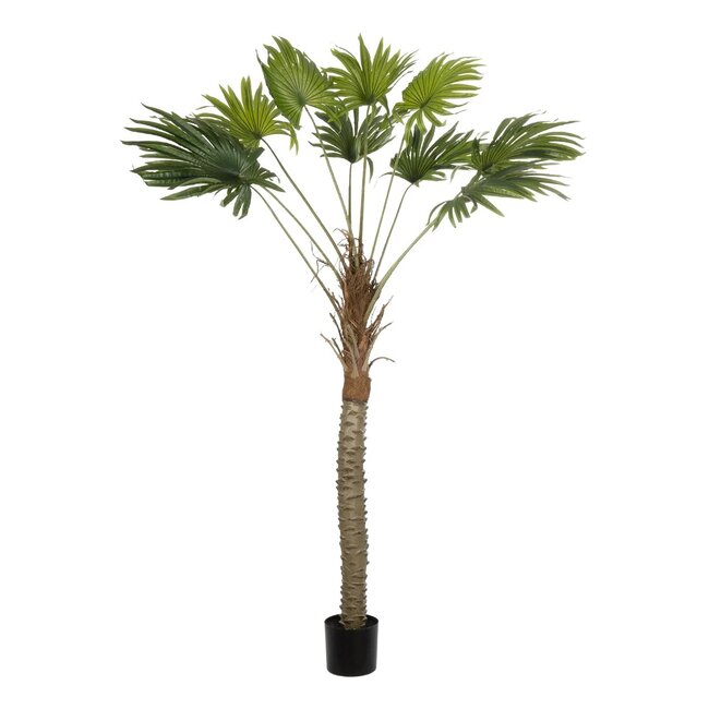 Artificial Garden WASHINGTONIA FILIFERA TREE 21107 Τεχνητό Διακοσμητικό Φοινικόδεντρου Υ200cm - 6