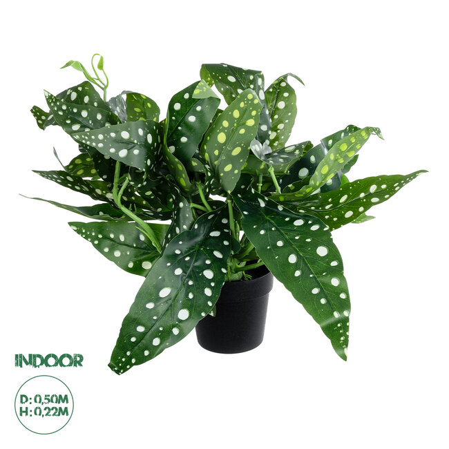 Artificial Garden BEGONIA POLKA DOT PLANT 20959 Διακοσμητικό Φυτό Βιγόνια Φ50 x Υ22cm Artificial Garden BEGONIA POLKA DOT PLANT 20959 Διακοσμητικό Φυτό Βιγόνια Φ50 x Υ22cm