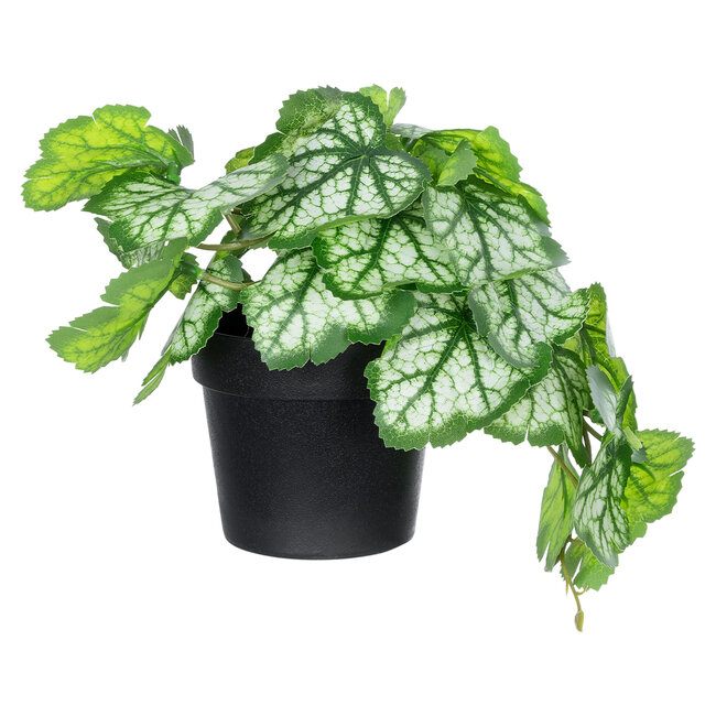 Artificial Garden WHITE BEGONIA PLANT 20947 Διακοσμητικό Φυτό Λευκή Μπιγόνια Φ23 x Υ16cm Artificial Garden WHITE BEGONIA PLANT 20947 Διακοσμητικό Φυτό Λευκή Μπιγόνια Φ23 x Υ16cm