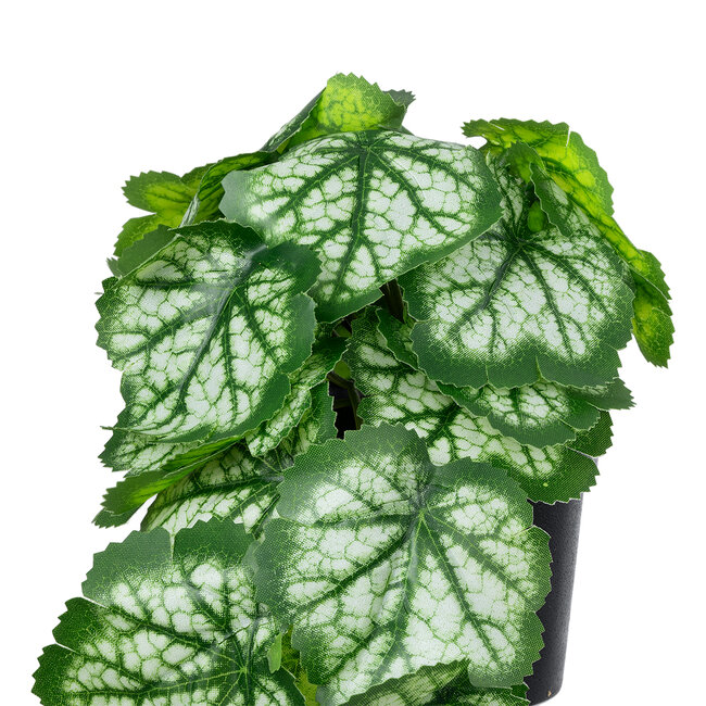 Artificial Garden WHITE BEGONIA PLANT 20947 Διακοσμητικό Φυτό Λευκή Μπιγόνια Φ23 x Υ16cm Artificial Garden WHITE BEGONIA PLANT 20947 Διακοσμητικό Φυτό Λευκή Μπιγόνια Φ23 x Υ16cm