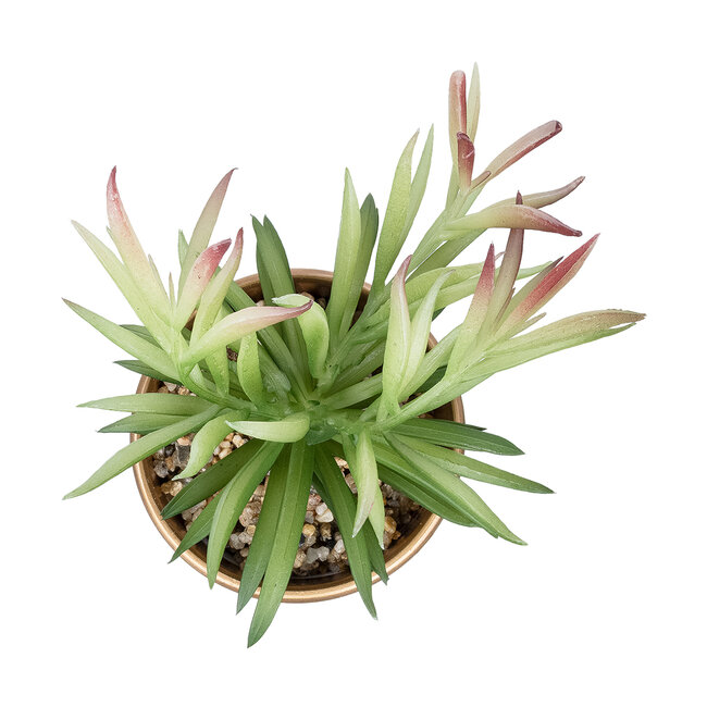 Artificial Garden SUCCULENT CRASSULA POTTED PLANT 21046 Διακοσμητικό Φυτό Κρασούλα Φ12 x Υ20cm Artificial Garden SUCCULENT CRASSULA POTTED PLANT 21046 Διακοσμητικό Φυτό Κρασούλα Φ12 x Υ20cm