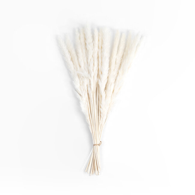 Artificial Garden REAL DRIED BEIGE PAMPAS GRASS BUNCH 21116 Αποξηραμένο Διακοσμητικό Μπουκέτο Pampas Μπέζ Y50cm