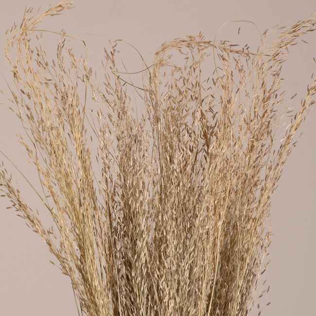 SILVERHAIRGRASS 36545 Αποξηραμένο Φυτό Ασημένια Χλόη - Μπουκέτο Διακοσμητικών Κλαδιών Μπεζ Υ60cm