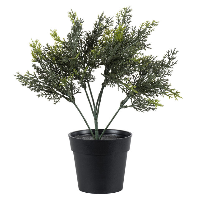 Artificial Garden LEMON CYPRESS 20389 Τεχνητό Διακοσμητικό Φυτό Λεμονόκυπάρισσο Υ30cm Artificial Garden LEMON CYPRESS 20389 Τεχνητό Διακοσμητικό Φυτό Λεμονόκυπάρισσο Υ30cm