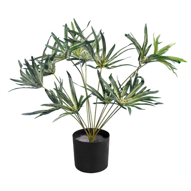 Artificial Garden BROADLEAF LADY PALM 20059 Τεχνητό Διακοσμητικό Φυτό Πλατύφυλλος Φοίνικας Μπαμπού Υ50cm Artificial Garden BROADLEAF LADY PALM 20059 Τεχνητό Διακοσμητικό Φυτό Πλατύφυλλος Φοίνικας Μπαμπού Υ50cm