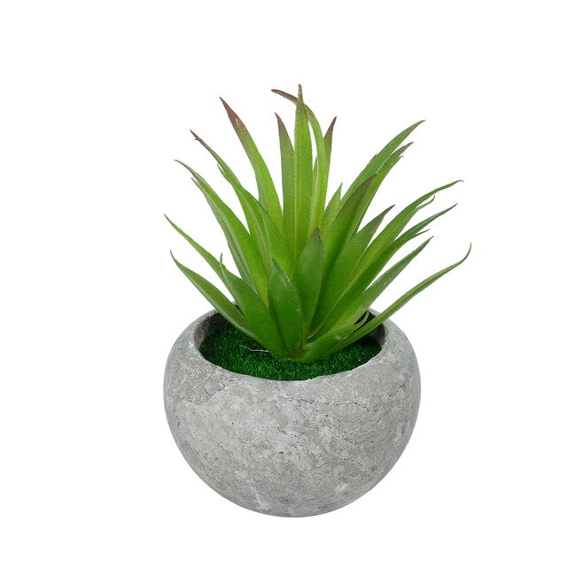 Artificial Garden AIR PLANT TILLANDSIA POTTED PLANT 21036 Διακοσμητικό Φυτό Τιλάντσια Φ12 x Υ15cm Artificial Garden AIR PLANT TILLANDSIA POTTED PLANT 21036 Διακοσμητικό Φυτό Τιλάντσια Φ12 x Υ15cm