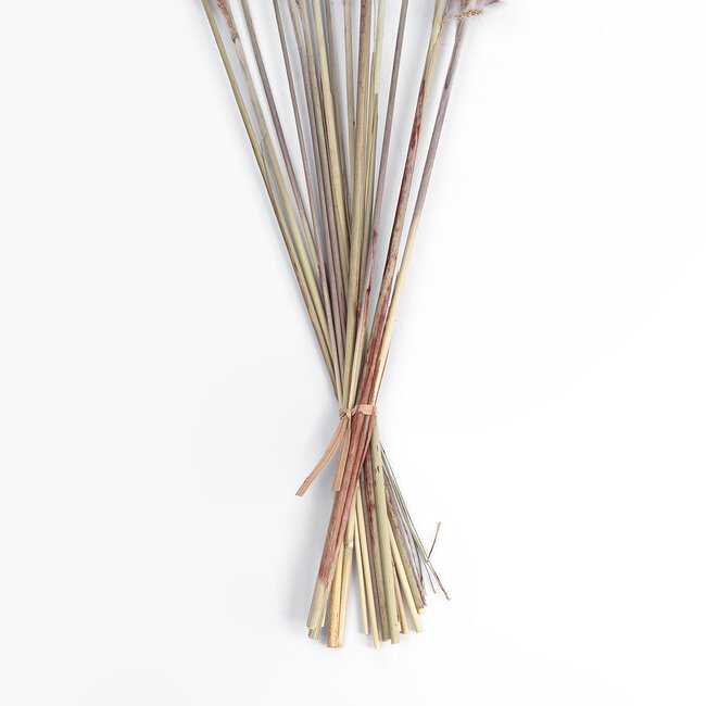 Artificial Garden REAL DRIED BROWN PAMPAS GRASS BUNCH 21115 Αποξηραμένο Διακοσμητικό Μπουκέτο Pampas Kάφε Y50cm - 4