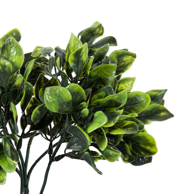 Artificial Garden ANUBIA BARTERI 20390 Τεχνητό Διακοσμητικό Φυτό Ανούμπια Υ30cm Artificial Garden ANUBIA BARTERI 20390 Τεχνητό Διακοσμητικό Φυτό Ανούμπια Υ30cm
