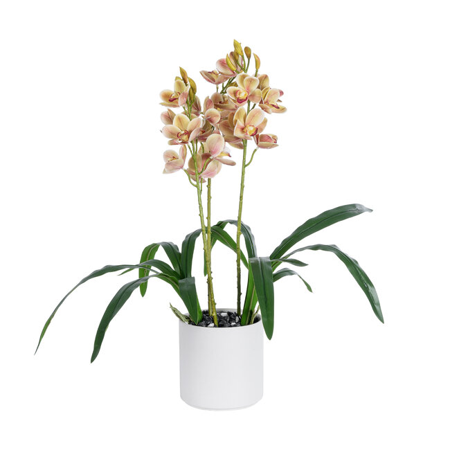 Artificial Garden CHAMPAGNE CHERRY CYMBIDIUM 21404 Διακοσμητικό Φυτό Σαμπανιζέ Κυμβίδιο Υ60cm Artificial Garden CHAMPAGNE CHERRY CYMBIDIUM 21404 Διακοσμητικό Φυτό Σαμπανιζέ Κυμβίδιο Υ60cm