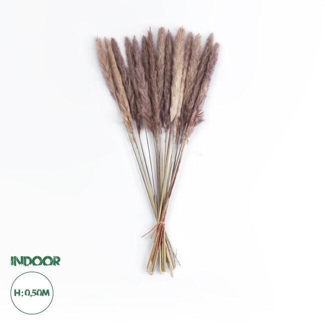 Artificial Garden REAL DRIED BROWN PAMPAS GRASS BUNCH 21115 Αποξηραμένο Διακοσμητικό Μπουκέτο Pampas Kάφε Y50cm